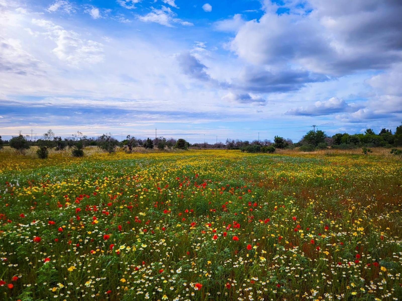 Agriturismo Villa Coluccia Martano Buitenkant foto
